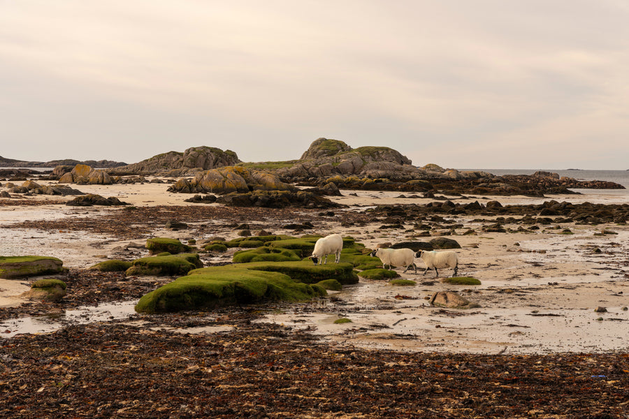 Isle Of Mull Sheep