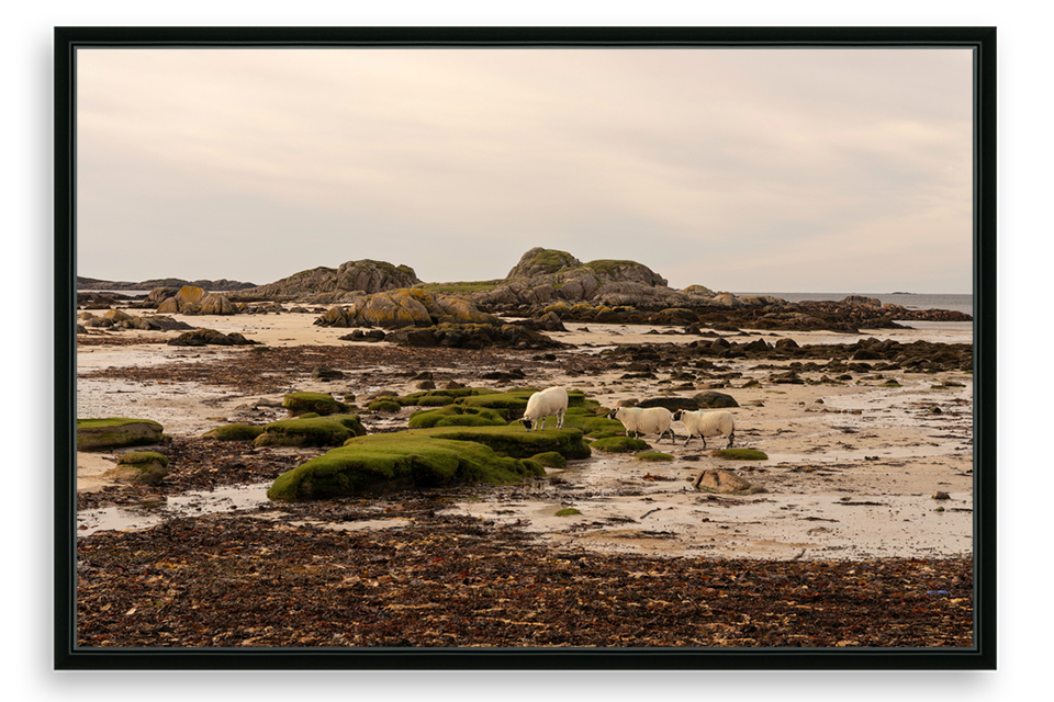 Isle Of Mull Sheep