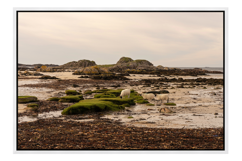 Isle Of Mull Sheep
