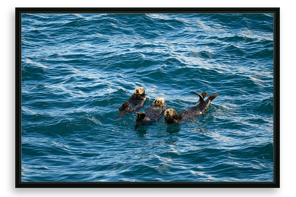 Napping Sea Otters