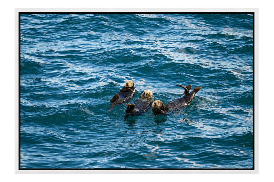 Napping Sea Otters