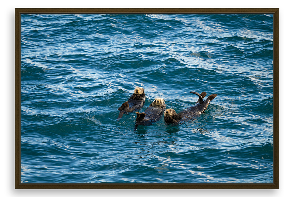 Napping Sea Otters