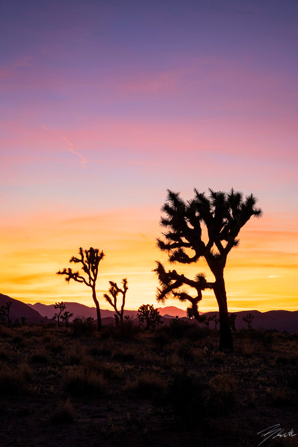 Joshua Tree Sunset