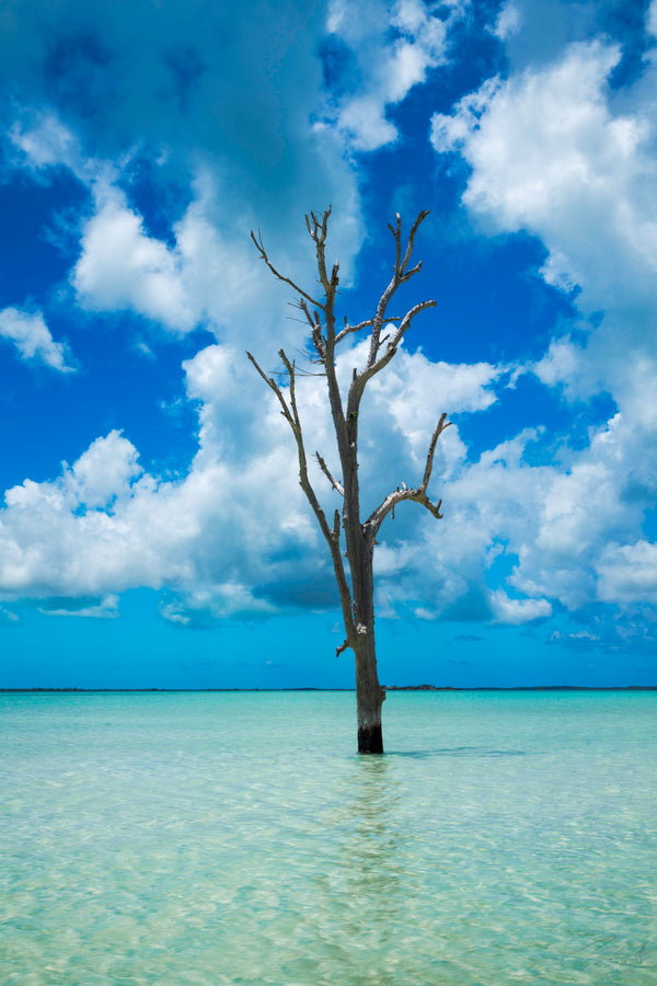 Lone Tree Harbour Island