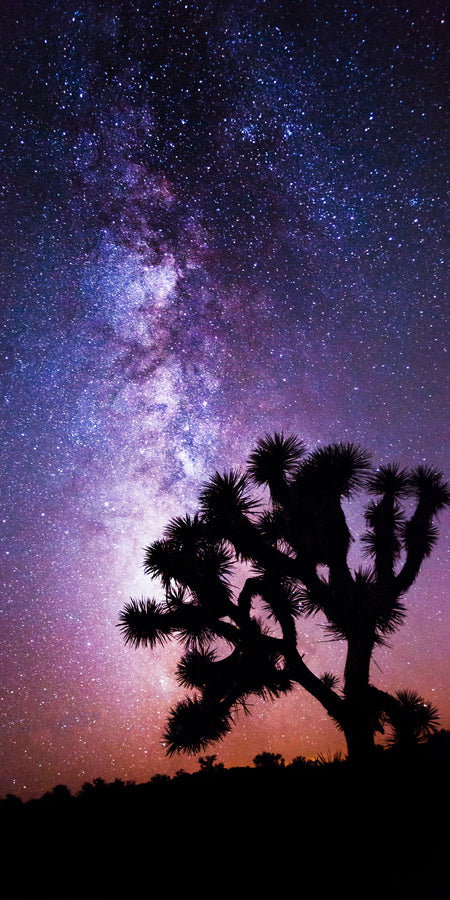 Midnight Bloom