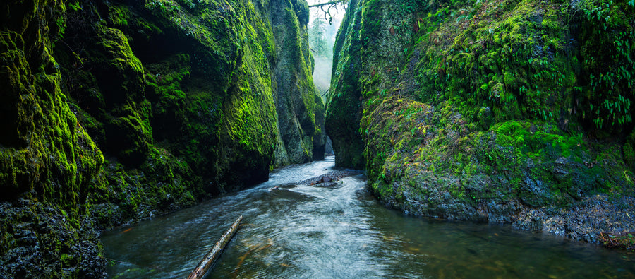 Misty Canyon