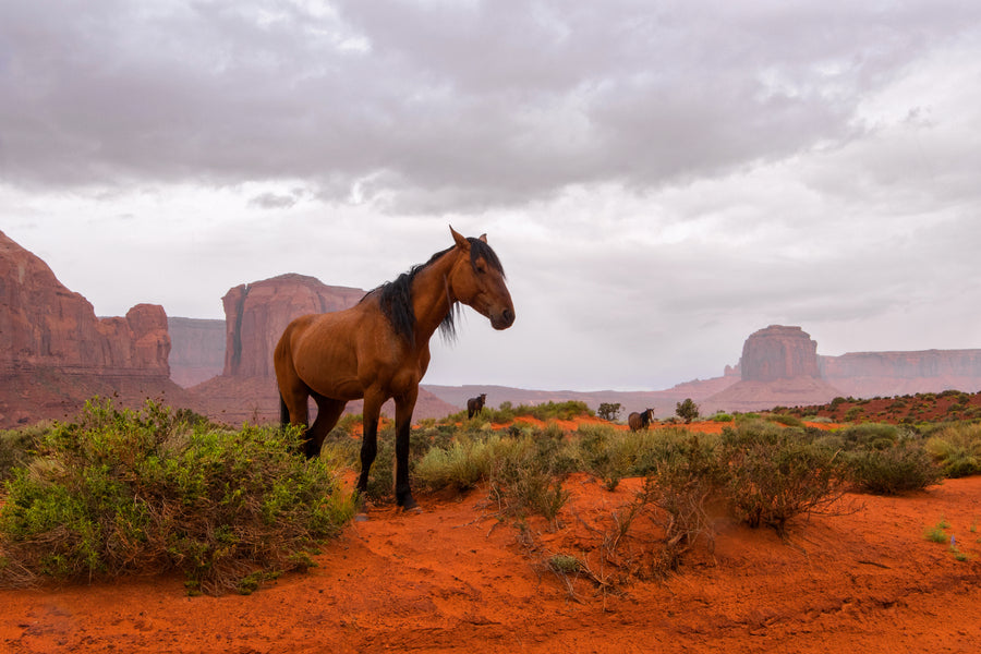 Wild Horses Monument Valley