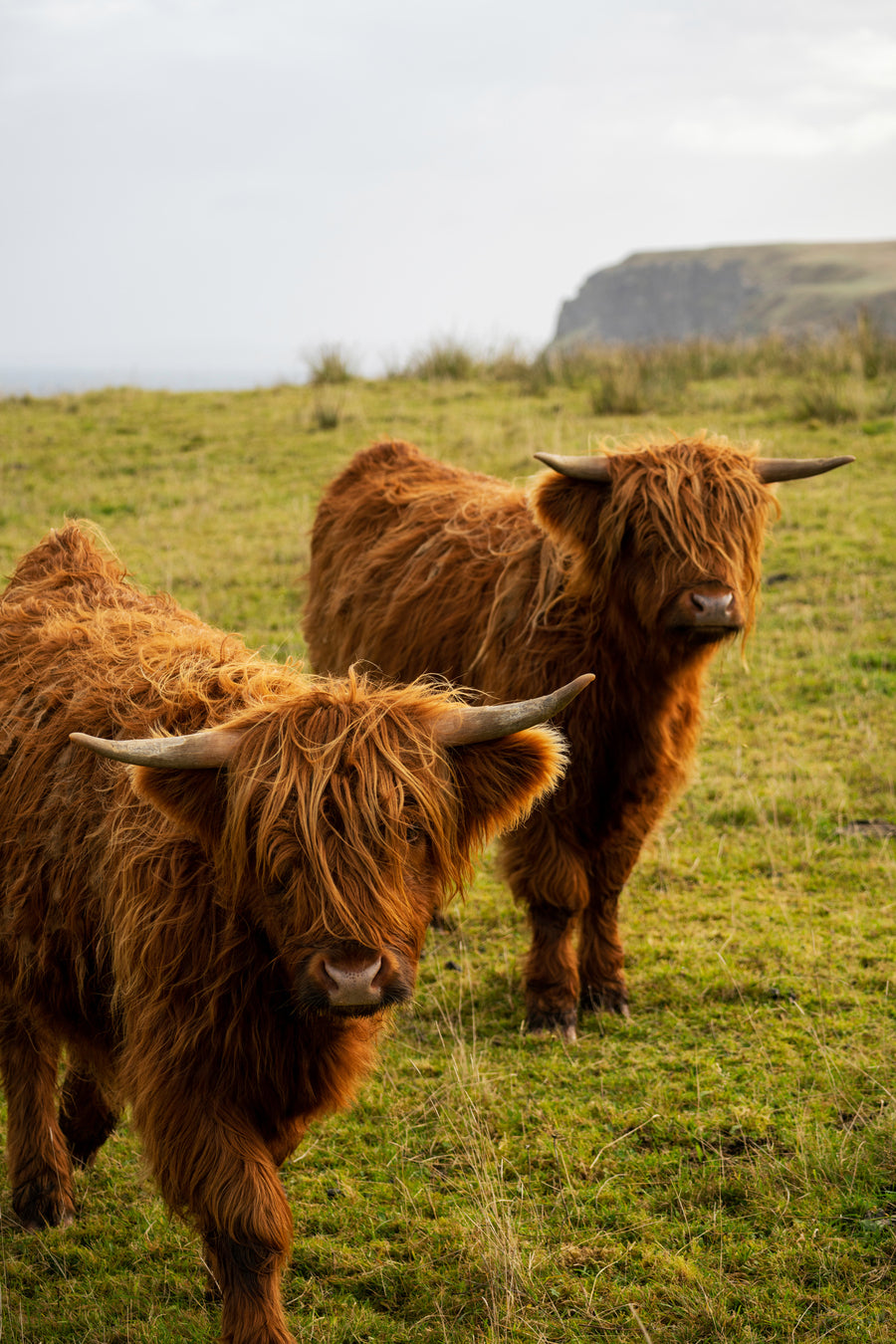 Highland Cows in Melvich