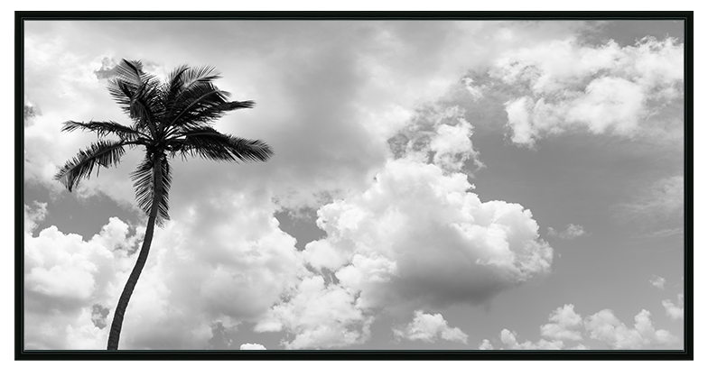 Bahamian Palm Black & White