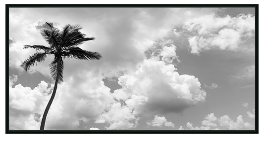 Bahamian Palm Black & White