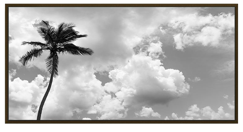 Bahamian Palm Black & White