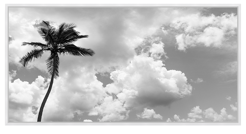 Bahamian Palm Black & White