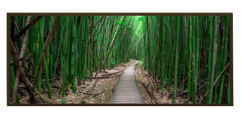 Bamboo Forest Maui