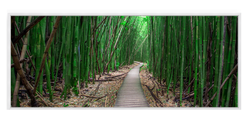 Bamboo Forest Maui