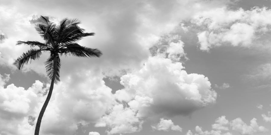 Bahamian Palm Black & White