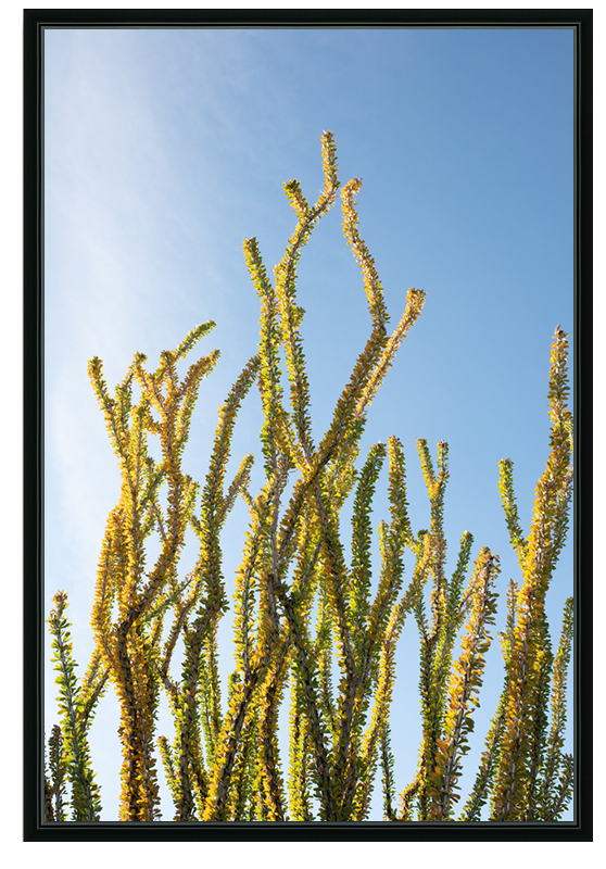 Coral Cactus
