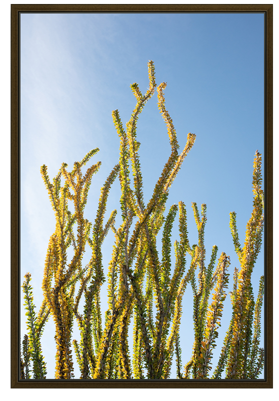 Coral Cactus