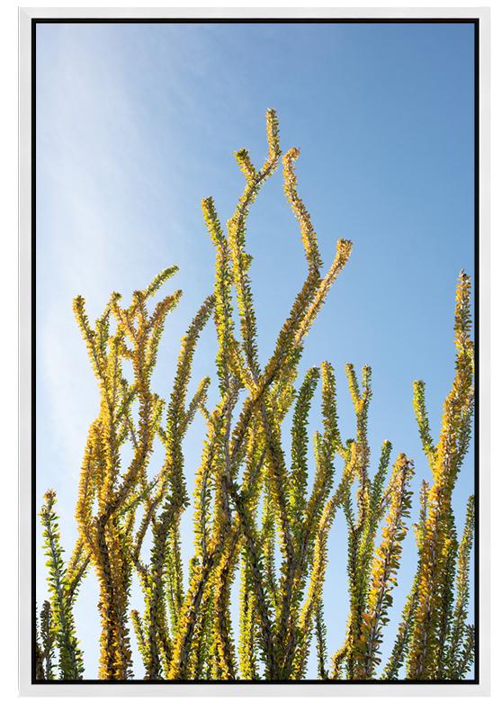 Coral Cactus