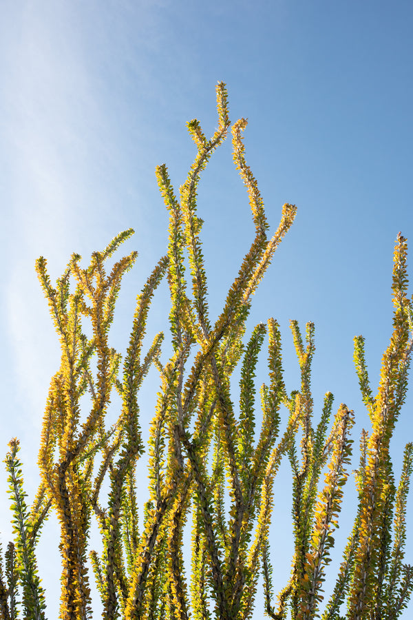 Coral Cactus
