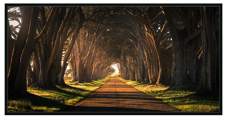 Cypress Tree Tunnel Panorama