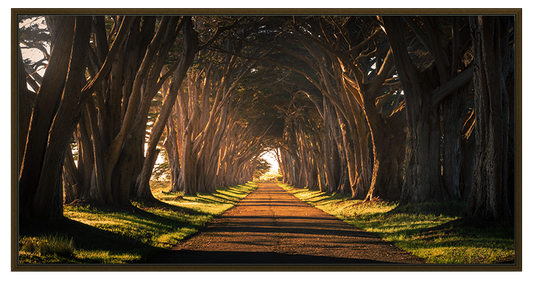 Cypress Tree Tunnel Panorama