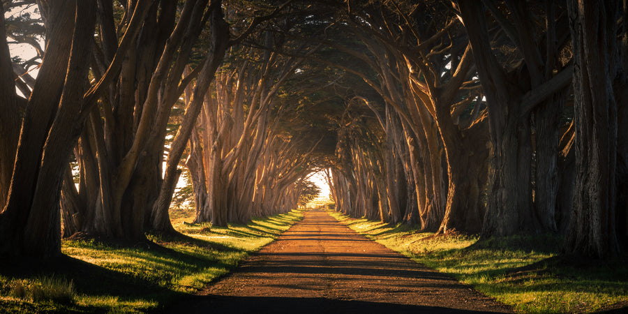 Cypress Tree Tunnel Panorama