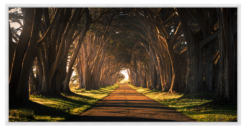 Cypress Tree Tunnel Panorama