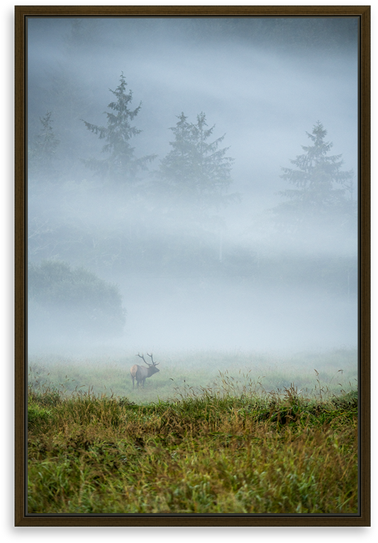 Elk In the mist