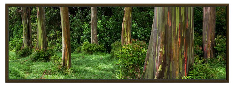Eucalyptus Dream