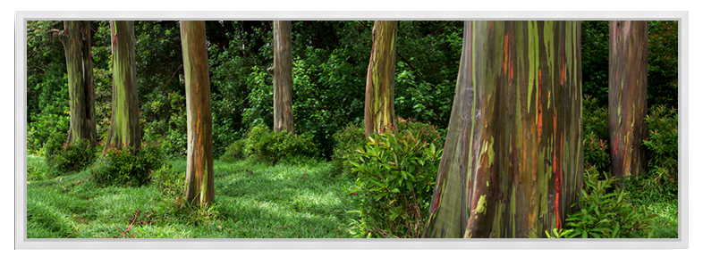 Eucalyptus Dream
