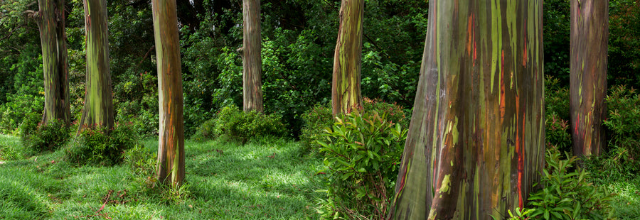 Eucalyptus Dream