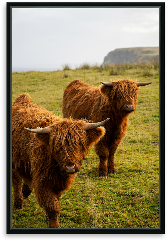 Highland Cows in Melvich