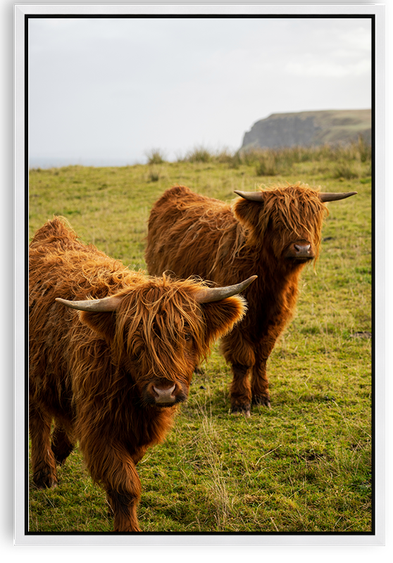 Highland Cows in Melvich