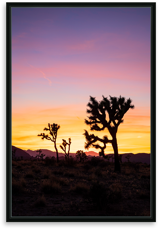 Joshua Tree Sunset