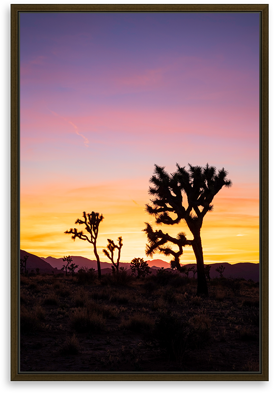 Joshua Tree Sunset