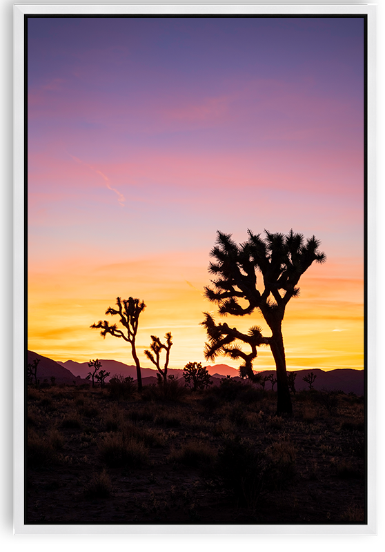 Joshua Tree Sunset