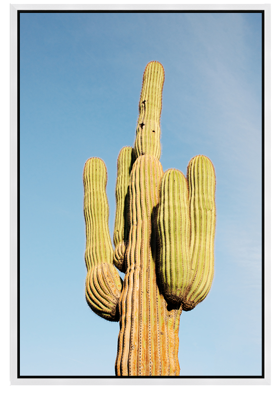 Lone Saguaro