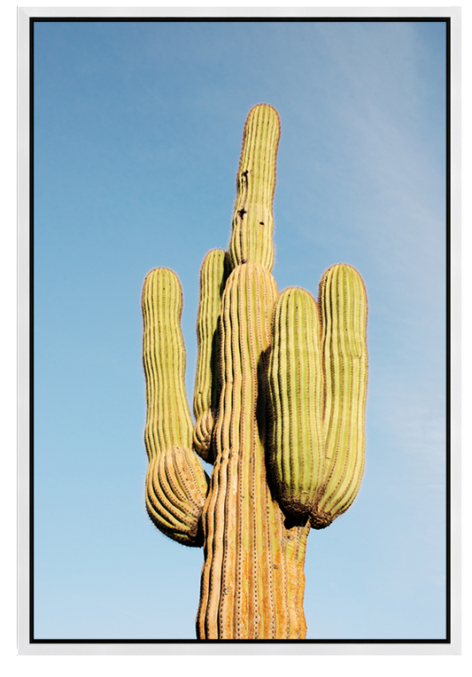 Lone Saguaro