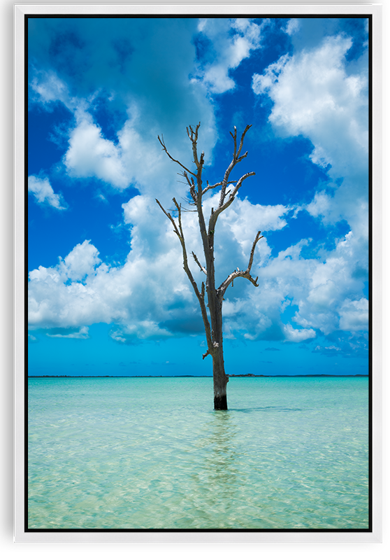 Lone Tree Harbour Island