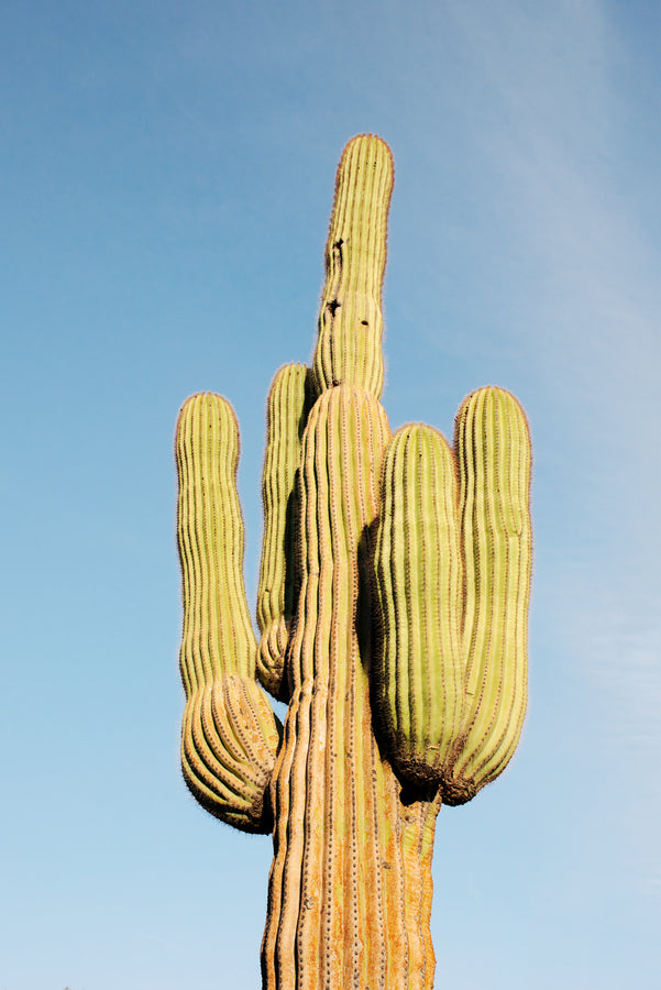 Lone Saguaro