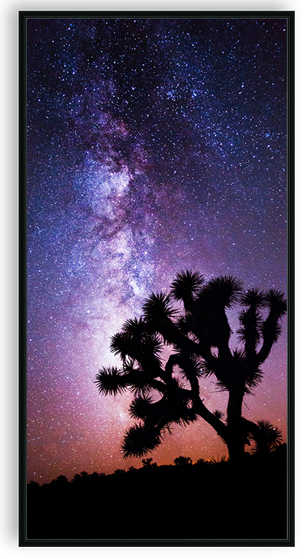 Midnight Bloom