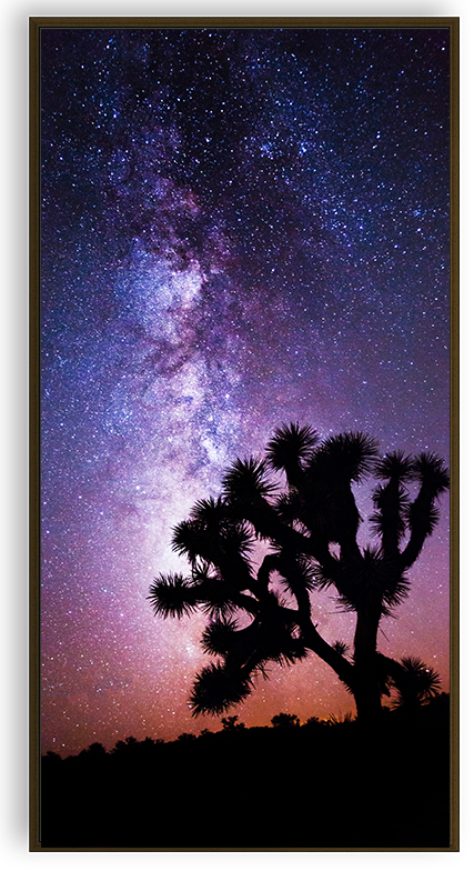Midnight Bloom