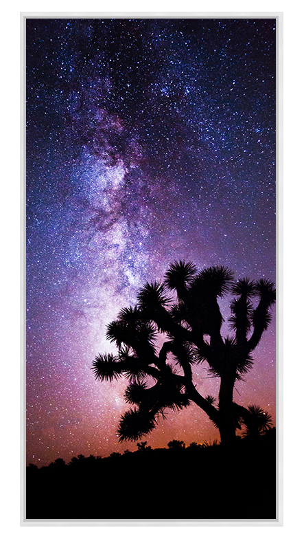 Midnight Bloom