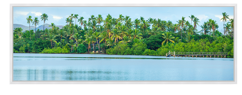 Fiji Palms Panorama