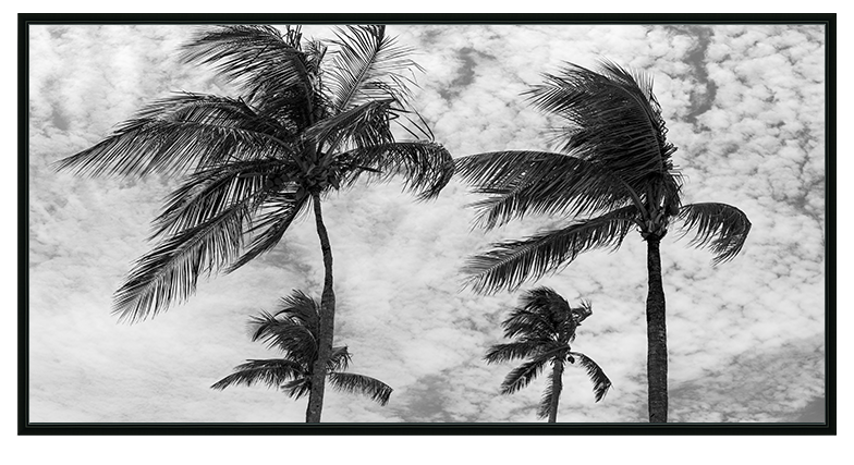 Palms Of The Bahamas