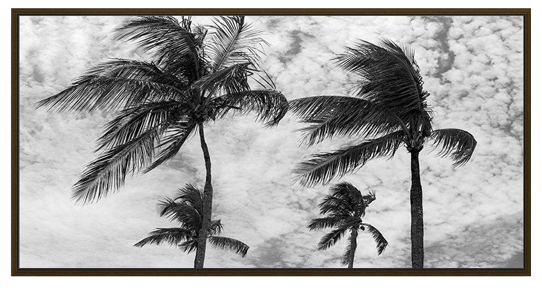 Palms Of The Bahamas