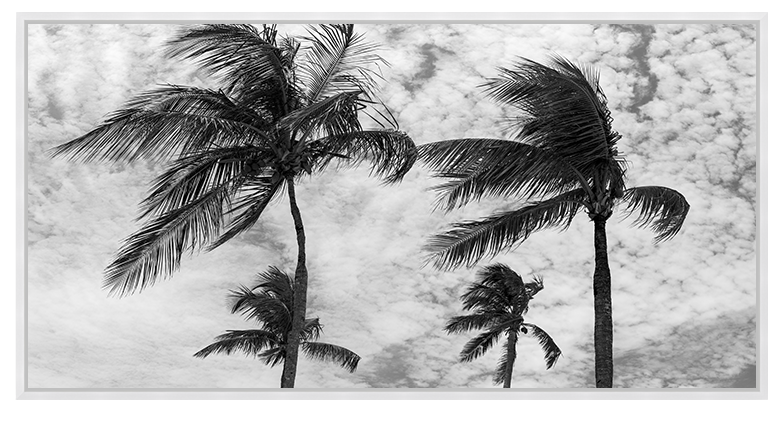 Palms Of The Bahamas