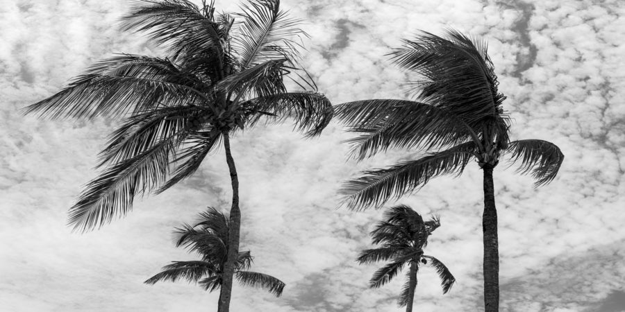 Palms Of The Bahamas
