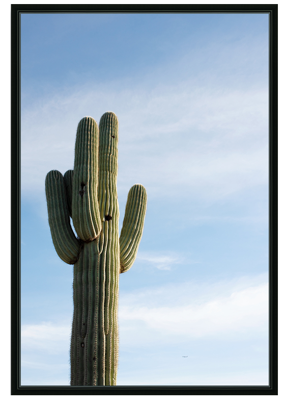 Saguaro In The Sky