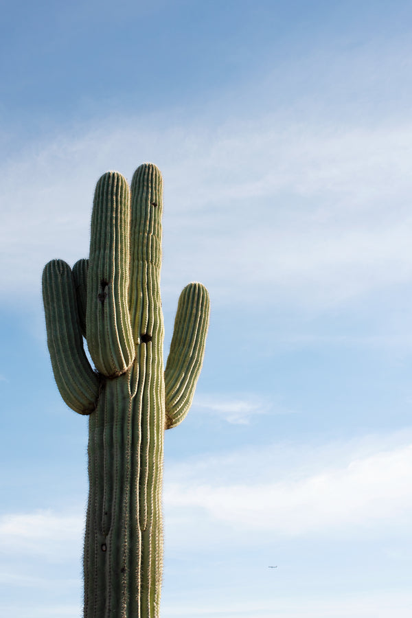 Saguaro In The Sky